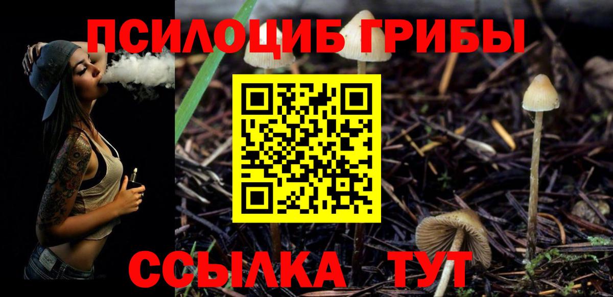 Брянск  Псилоцибиновые грибы Psilocybe  Вход с VPN 