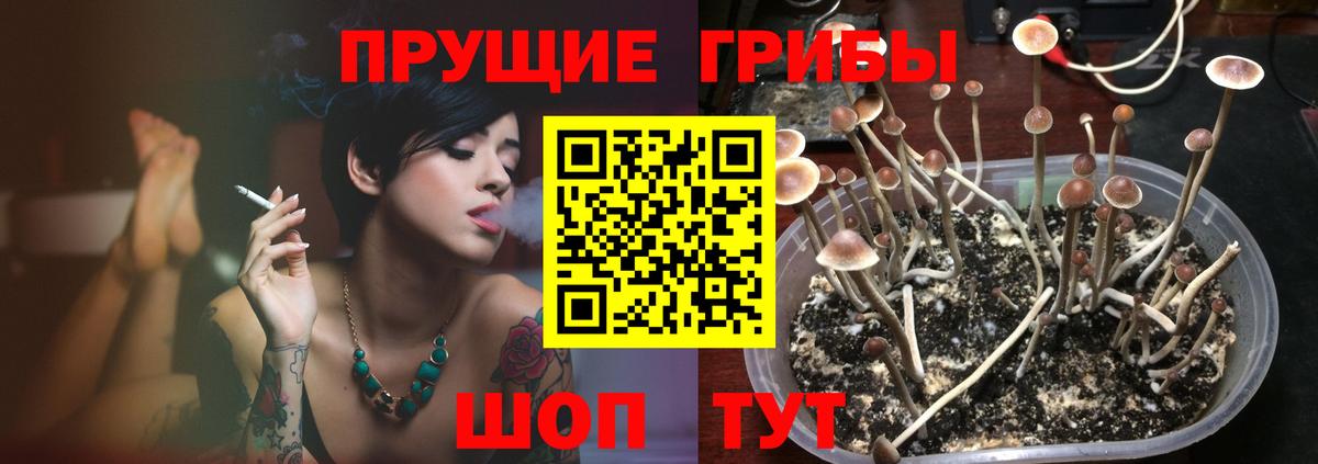 Псилоцибиновые грибы Psilocybe Брянск